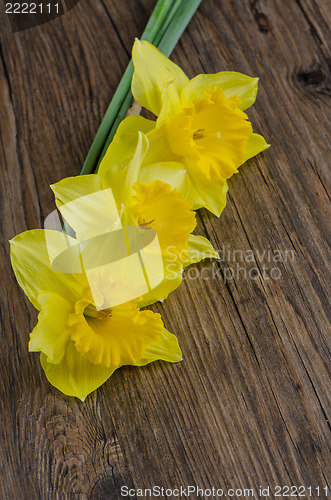 Image of Jonquil flowers