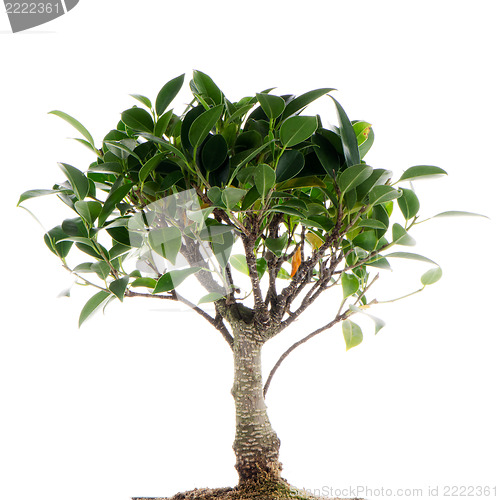 Image of Chinese green bonsai tree