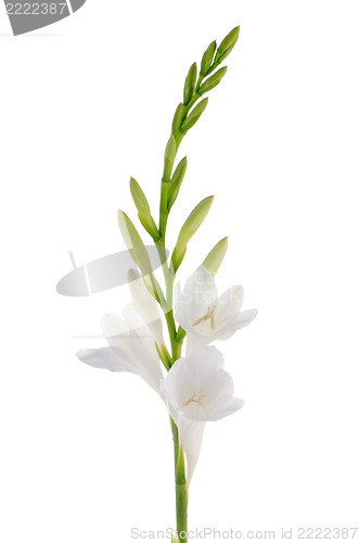 Image of Lilies