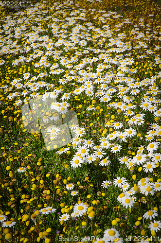 Image of Field of daisies