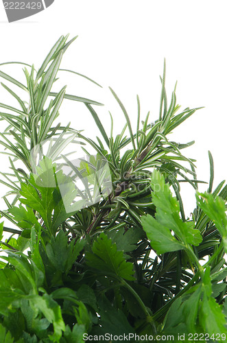Image of Fresh herbs