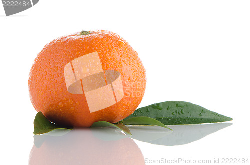 Image of Fresh orange mandarin