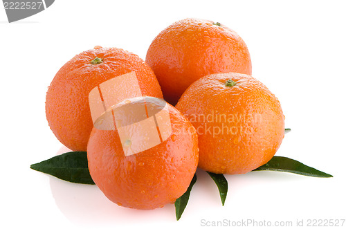 Image of Ripe tangerines or mandarin