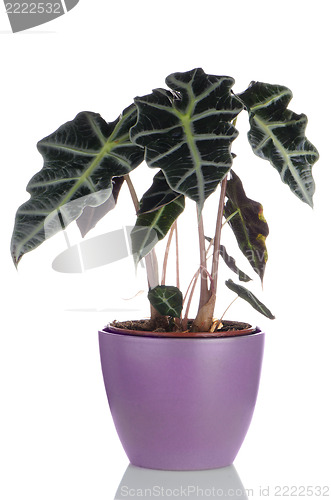 Image of Houseplant