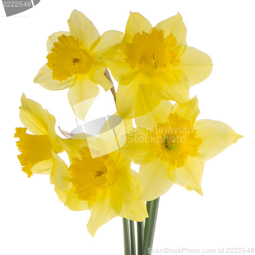 Image of Jonquil flowers