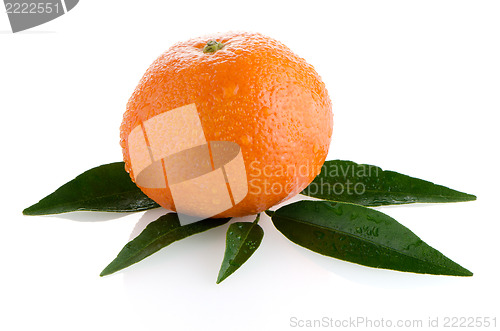 Image of Fresh orange mandarin
