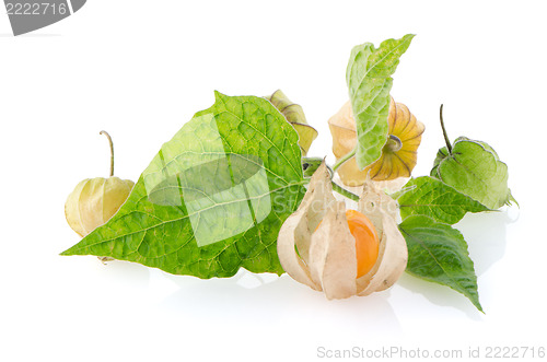 Image of Physalis