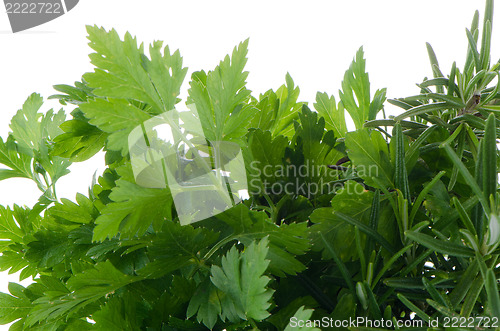Image of Fresh herbs