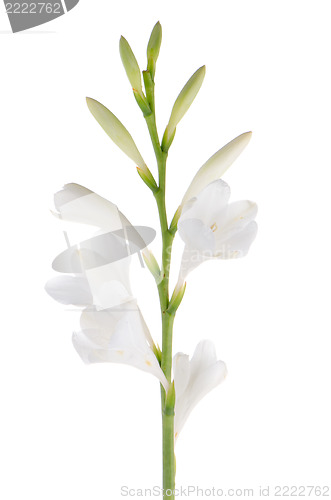 Image of Lilies