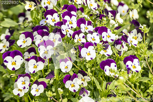 Image of Pansy flowers in garden