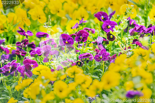 Image of Purple pansy flowers