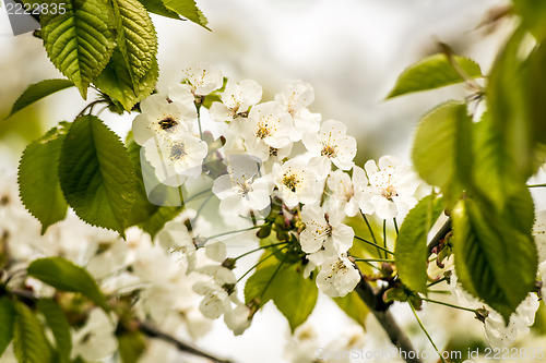 Image of Beautiful blossoms