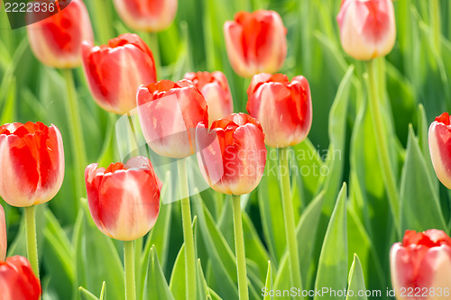 Image of Beautiful tulips