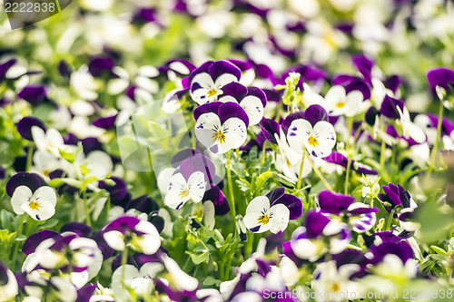 Image of Beautiful pansy flowers in garden