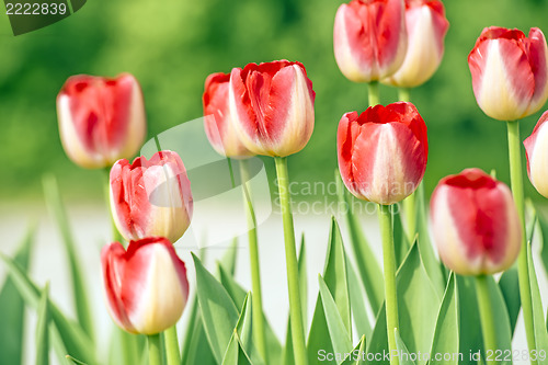 Image of Red new tulips