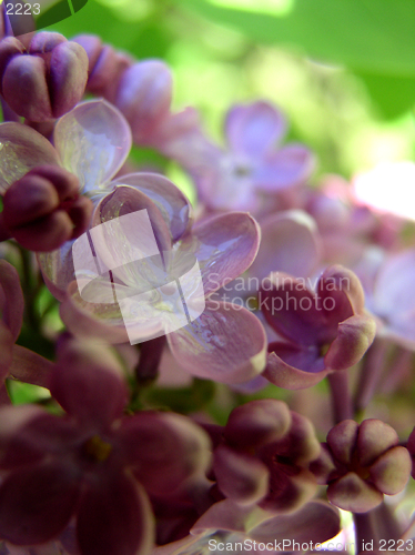 Image of Lilac