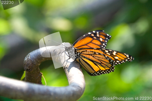 Image of Closeup of monarch butterfly on a branch