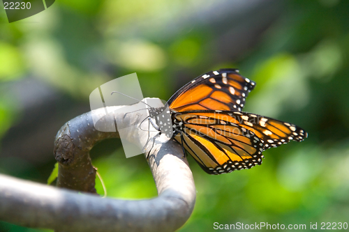 Image of Closeup of monarch butterfly on a branch
