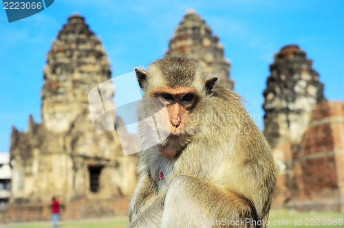 Image of Portrait of a Monkey