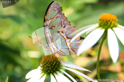 Image of Multicolored butterfly