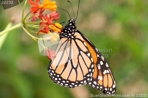 Image of Profile of monarch butterfly feeding
