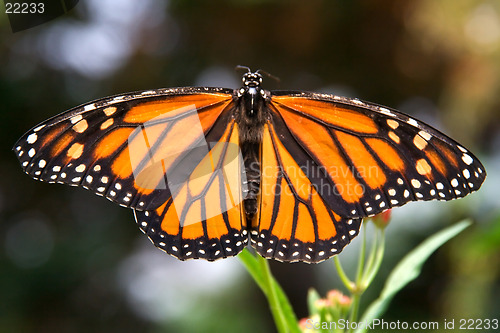 Image of Closeup of monarch butterfly with wings spread