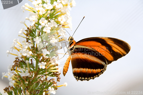 Image of Orange and black butterfly on white flower