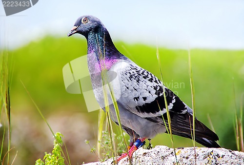 Image of Pigeon sitting on rock in park with blurry background