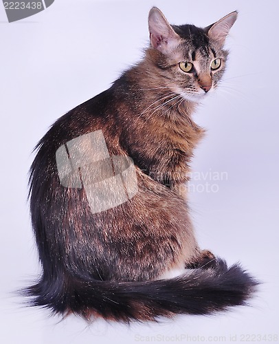 Image of beautiful gray mixed-breed pregnant cat