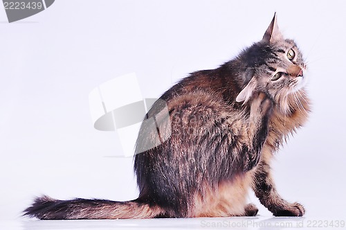 Image of beautiful gray pregnant cat scratching her ear