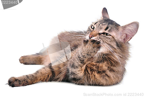 Image of beautiful grey mixed-breed pregnant cat licking her paw