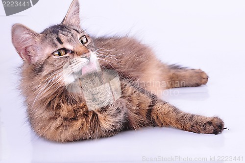 Image of beautiful gray mixed-breed pregnant cat cleaning-up