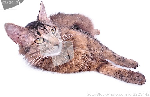 Image of beautiful grey mixed-breed pregnant cat relaxing