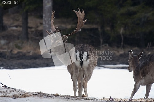 Image of fallow deer