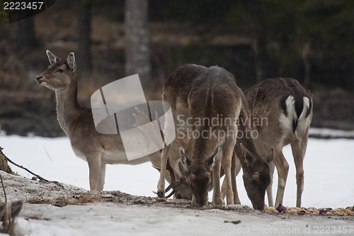 Image of feeding fallow deer