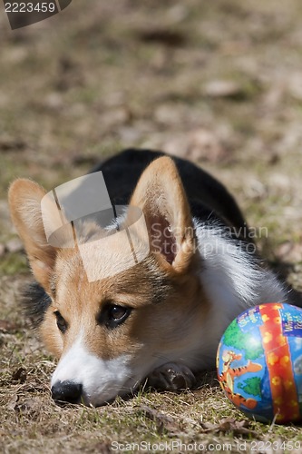 Image of puppy with ball