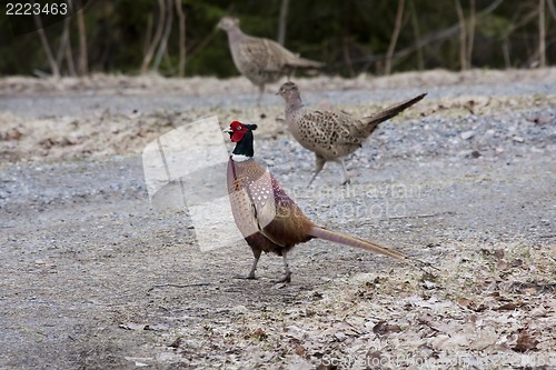 Image of male pheasant with hens