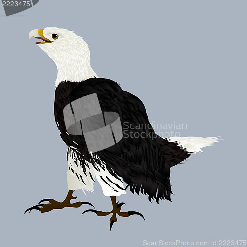 Image of American eagle