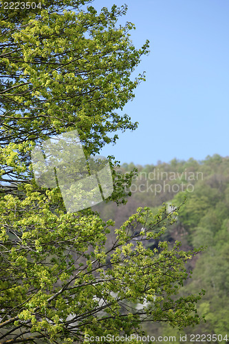Image of Fresh green leaves on a tree