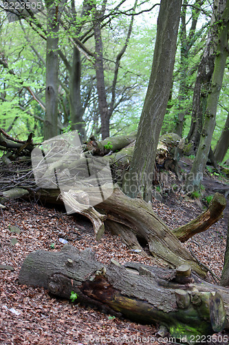 Image of Fallen trees on a forest floor