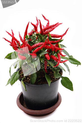 Image of red hot chili plant 