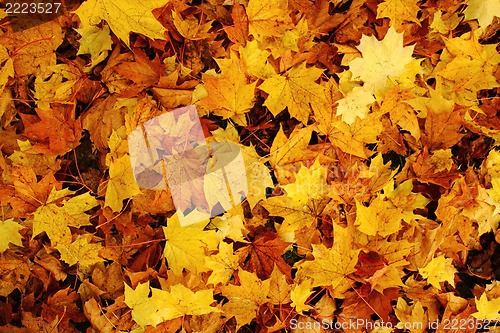 Image of autumn leaves natural background
