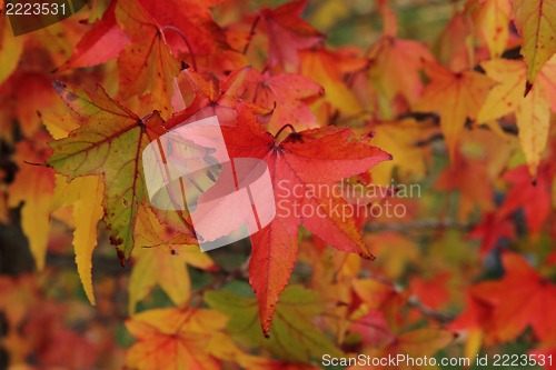 Image of autumn leaves natural background