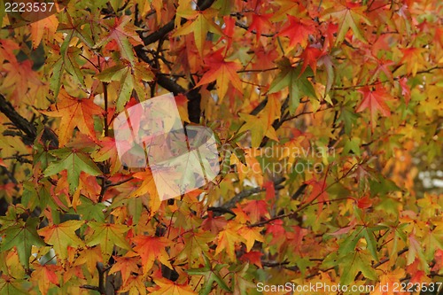 Image of autumn leaves natural background