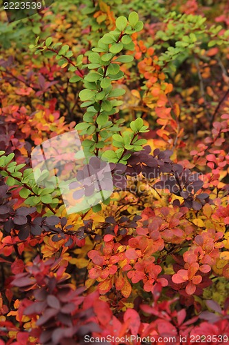 Image of autumn leaves natural background
