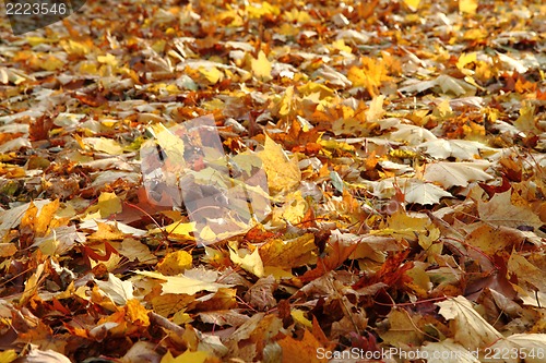 Image of autumn leaves natural background