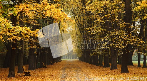 Image of easy way in the autumn park 