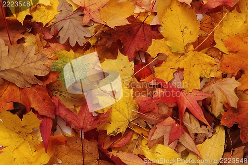 Image of autumn leaves natural background