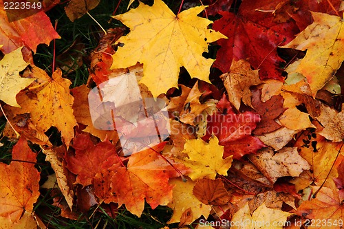 Image of autumn leaves natural background