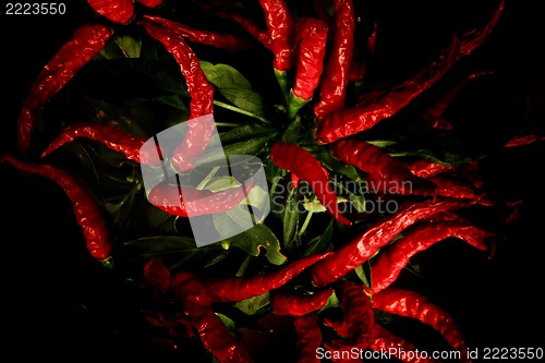 Image of red hot chili plant 